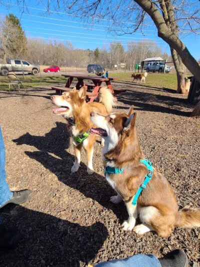 Iron King Dog Park - Ironwood, MI