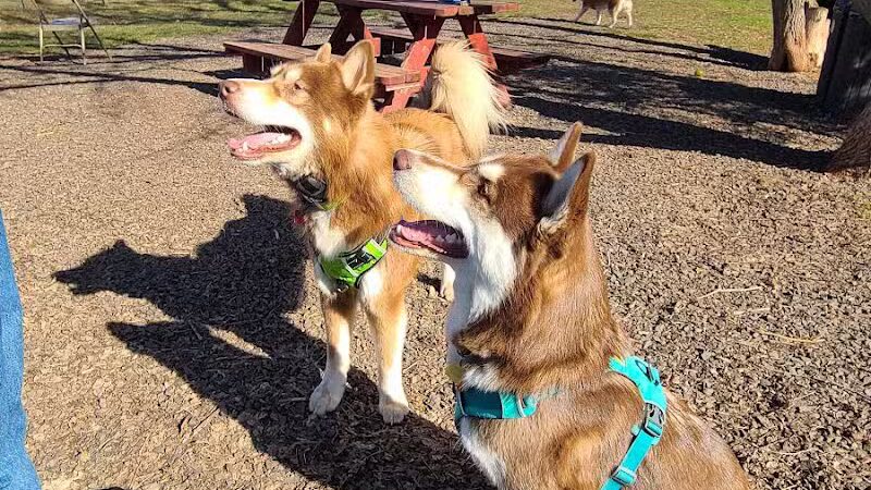 Iron King Dog Park - Ironwood, MI