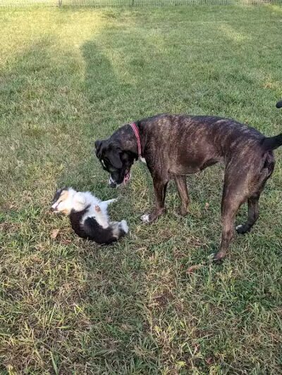 Iron King Dog Park - Ironwood, MI