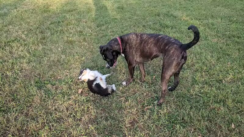 Iron King Dog Park - Ironwood, MI