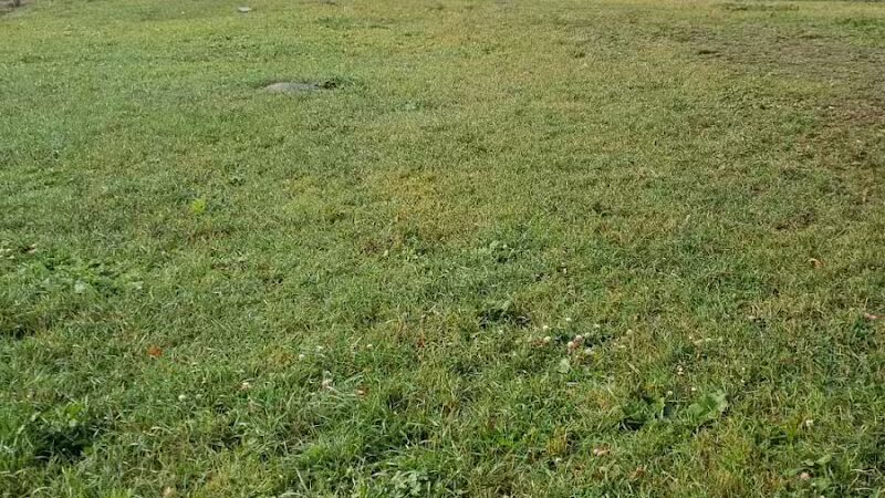 Iron King Dog Park - Ironwood, MI