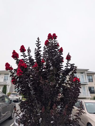 Papatsos Park - Island Park, NY