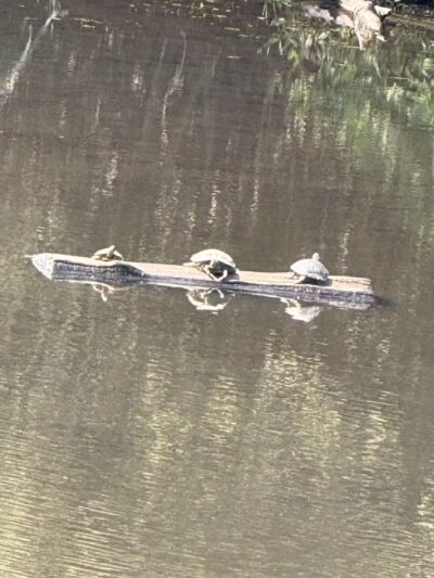 Lakeland County Park - Islandia, NY