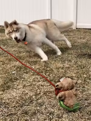 Pawesome Dog Training - Islip, NY