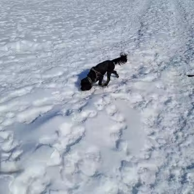 Ithaca Dog Park - Ithaca,