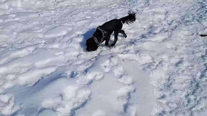 Ithaca Dog Park - Ithaca,
