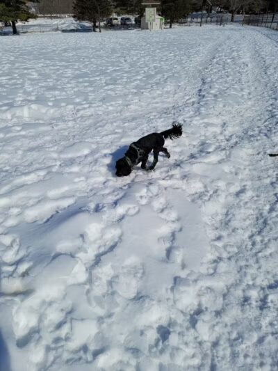 Ithaca Dog Park - Ithaca,