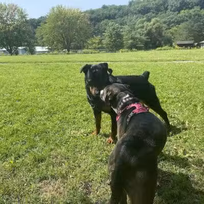 Ithaca Dog Park - Ithaca,