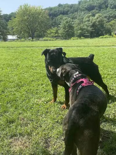 Ithaca Dog Park - Ithaca,