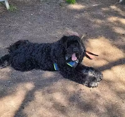 Ithaca Dog Park - Ithaca,