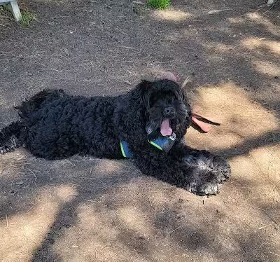 Ithaca Dog Park - Ithaca,