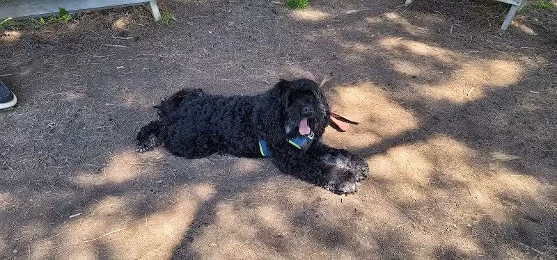 Ithaca Dog Park - Ithaca,