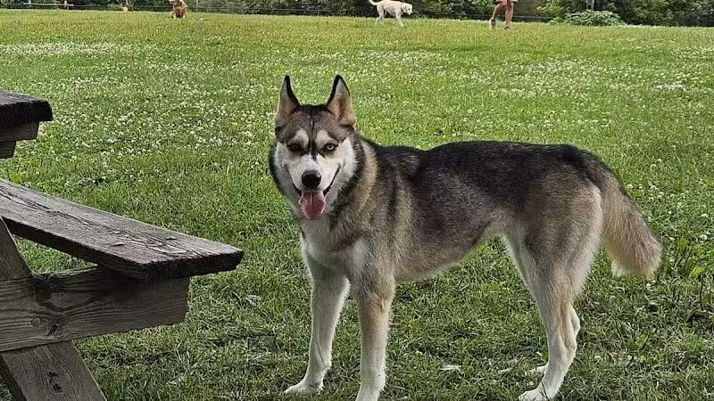 Ithaca Dog Park - Ithaca,