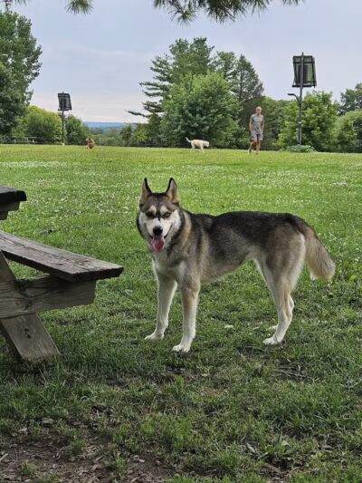 Ithaca Dog Park - Ithaca,