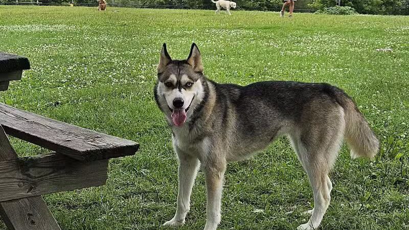 Ithaca Dog Park - Ithaca,