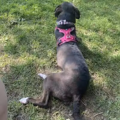 Ithaca Dog Park - Ithaca,