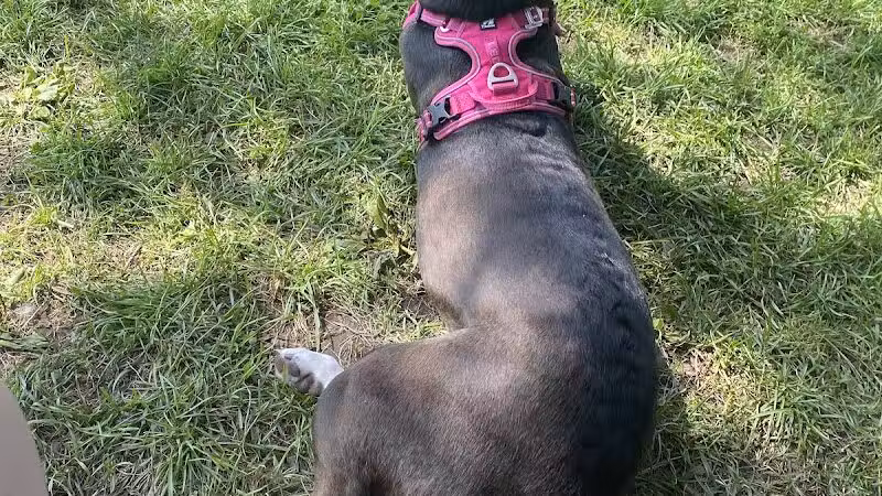 Ithaca Dog Park - Ithaca,