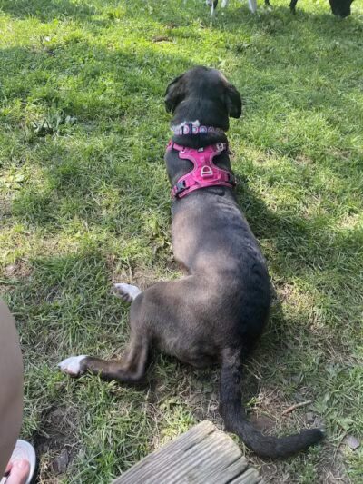 Ithaca Dog Park - Ithaca,