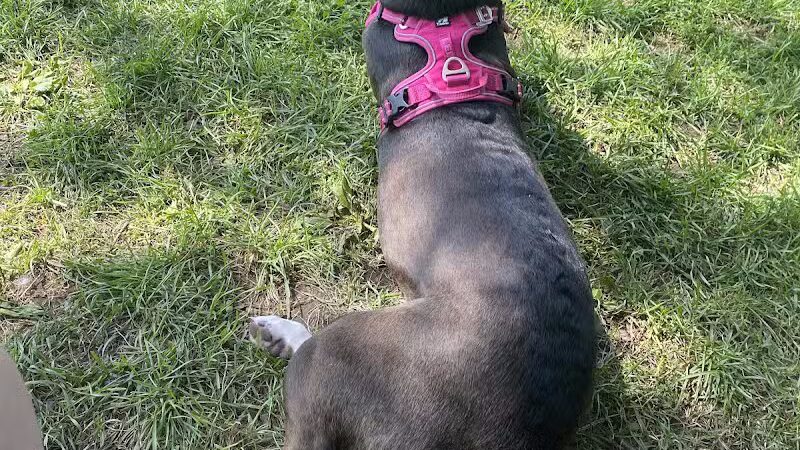 Ithaca Dog Park - Ithaca,