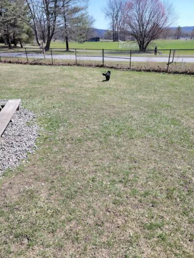 Ithaca Dog Park - Ithaca,