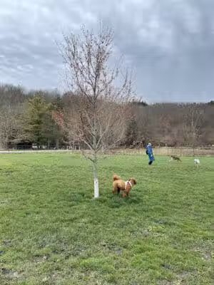 Ithaca Dog Park - Ithaca,