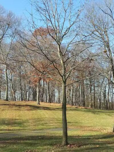 Woodland Park - Ithaca,