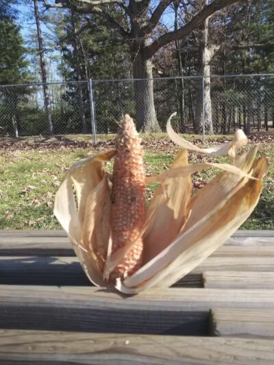 Woodland Park - Ithaca,