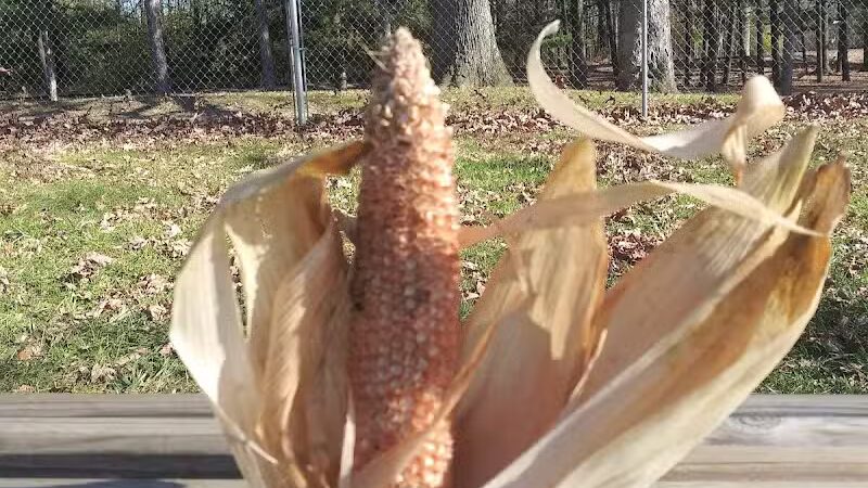 Woodland Park - Ithaca,