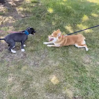 Betty’s Dog Park - Jackson, MI