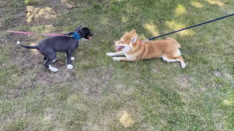Betty’s Dog Park - Jackson, MI