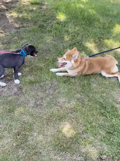 Betty’s Dog Park - Jackson, MI