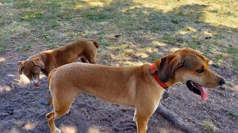 Betty’s Dog Park - Jackson, MI