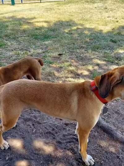 Betty’s Dog Park - Jackson, MI