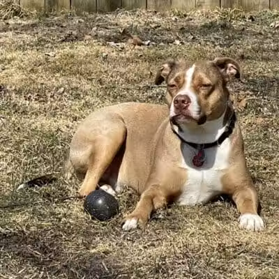 Betty’s Dog Park - Jackson, MI