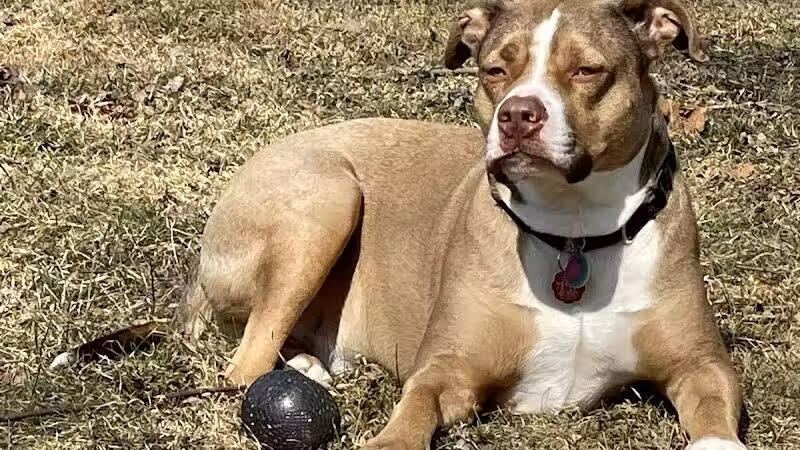 Betty’s Dog Park - Jackson, MI