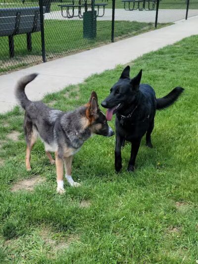 Betty’s Dog Park - Jackson, MI