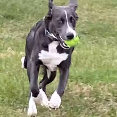 Betty’s Dog Park - Jackson, MI