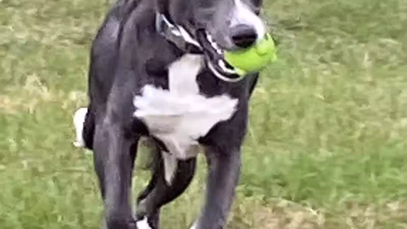 Betty’s Dog Park - Jackson, MI