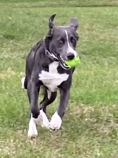 Betty’s Dog Park - Jackson, MI