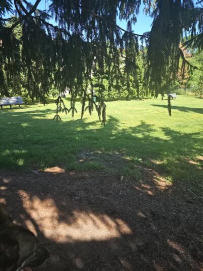 Betty’s Dog Park - Jackson, MI