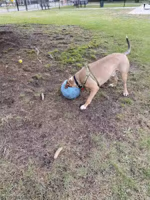 Betty’s Dog Park - Jackson, MI