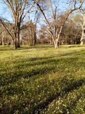 Reed’s Park on Claiborne - Jackson, MS