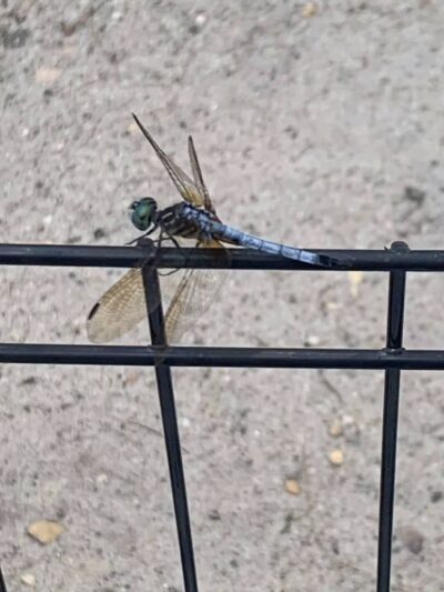 Butterfly Camping Resort - Jackson Township, NJ