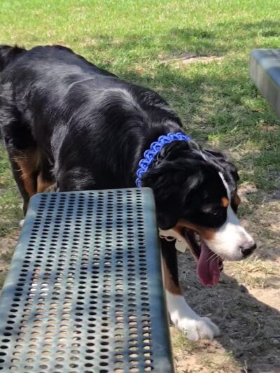 Johnson Memorial Park - Jackson Township, NJ