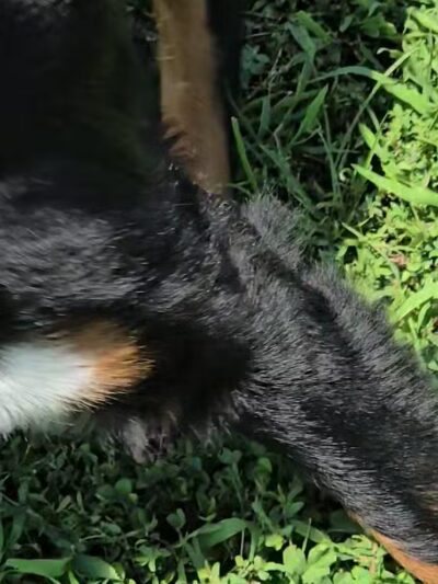 Johnson Memorial Park - Jackson Township, NJ