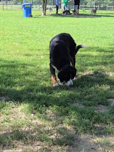 Johnson Memorial Park - Jackson Township, NJ