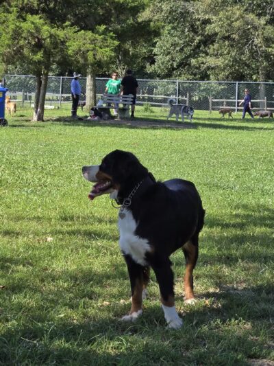 Johnson Memorial Park - Jackson Township, NJ