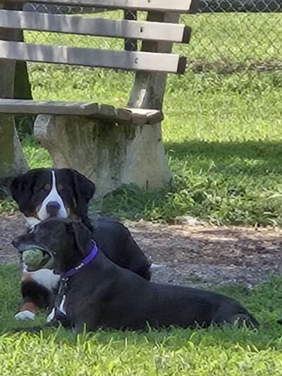 Johnson Memorial Park - Jackson Township, NJ