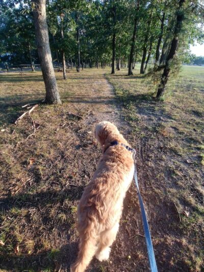 Johnson Memorial Park - Jackson Township, NJ