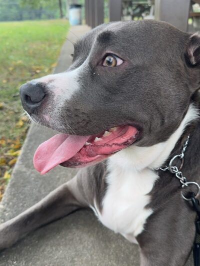 Patriots County Park & Sports Field Complex - Jackson Township, NJ